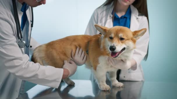 獣医は腹腔を触診し Corgi品種の犬ペットの関節をチェックします 現代の獣医クリニックでフレンドリーな穏やかなオレンジ色の毛皮のペットの友人をチェックしてください スローモーション獣医サービスショット — ストック動画