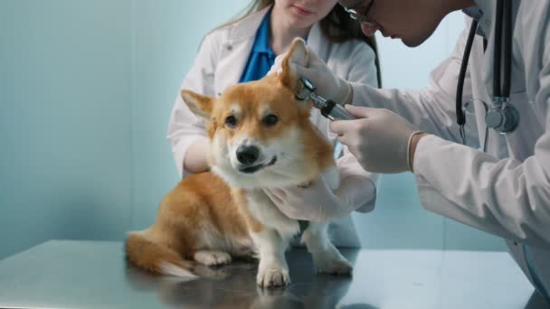 Veterinární Lékař Muž Žena Lékařské Uniformě Zkoumá Velké Uši Psa — Stock video