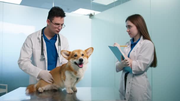 Επαγγελματίας Κτηνίατρος Ψηλαφώντας Corgi Σκυλί Κοιλιακή Κοιλότητα Και Λαιμό Περιοχές — Αρχείο Βίντεο