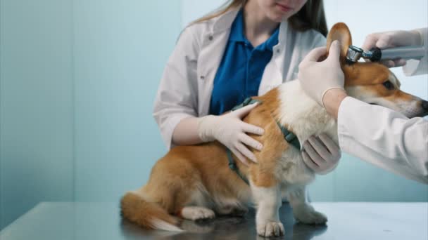 スローモーション Veterinarian男性と女性は 聴診器を使用してコーギー犬の大きな耳を調べる医療制服を着ています フレンドリーコーギー座っています穏やかなです定期的にチェックアップ訪問で現代獣医クリニック — ストック動画