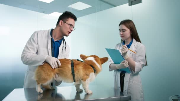 Zeitlupe Einer Tierärztin Die Notizen Eines Professionellen Tierarztes Verfasst Der — Stockvideo