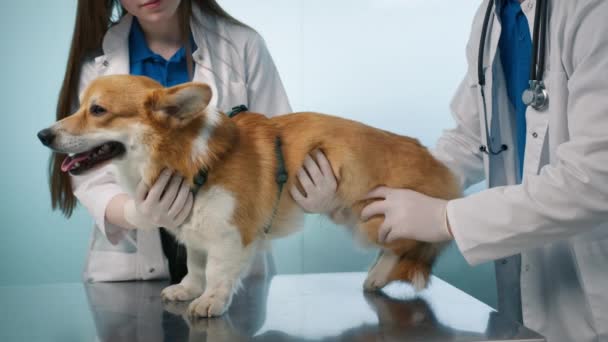 Cavidade Abdominal Check Para Tumor Câncer Veterinário Masculino Palpar Corgi — Vídeo de Stock