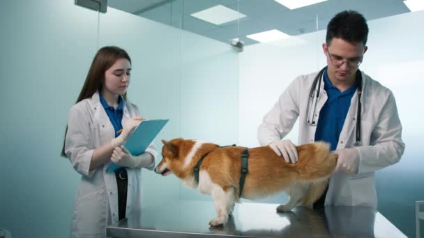 Σύγχρονη Κτηνιατρική Κλινική Κατοικίδιο Ζώο Check Αργή Κίνηση Επαγγελματίας Κτηνίατρος — Αρχείο Βίντεο