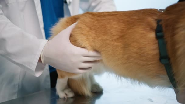 腫瘍や癌 男性獣医師の口蓋オレンジ毛むくじゃらの犬ペットの腹部キャビティチェックのビューを閉じます 穏やかなペット友人で現代獣医クリニックのためにチェックアップ訪問でスローモーション — ストック動画