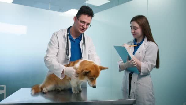 Жіноча Ветеринарна Медсестра Пише Нотатки Надані Професійною Ветеринарною Пальпацією Собаки — стокове відео