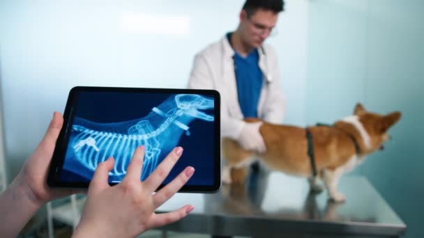 タッチパッドを押しながら獣医の手を閉じて X線画像上で胃の中に飲み込まれたキーの画像を確認します 検査テーブルの上のコーギーペット 獣医師は X線スキャンでタブレットコンピュータ上の犬の健康を評価します — ストック動画