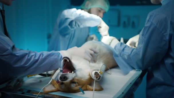 Κτηνίατροι Εκτελούν Επαγγελματική Χειρουργική Επέμβαση Στο Ουροποιητικό Σύστημα Του Σκύλου — Αρχείο Βίντεο