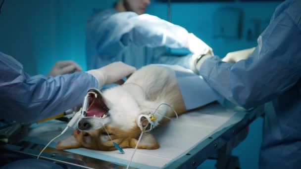 Veterinarios Cosiendo Área Del Estómago Del Perro Después Cirugía Profesional — Vídeos de Stock