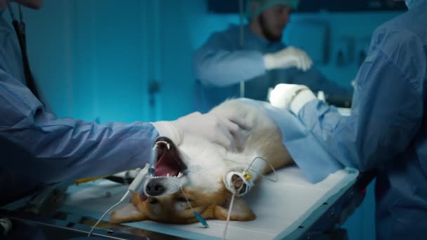 感染除去手術で麻酔下で無意識のコルギ犬を撮影を閉じます 退役軍人は 疾患の進化を防ぐために 犬の検査尿システムで専門的な手術を行います — ストック動画
