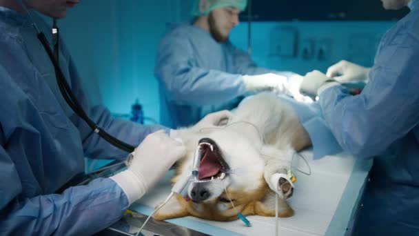 外科医生在睾丸泌尿系统的专业手术中对切口进行治疗 以防止疾病的演变 麻醉下无知觉的科吉犬 感染切除手术治疗 — 图库视频影像