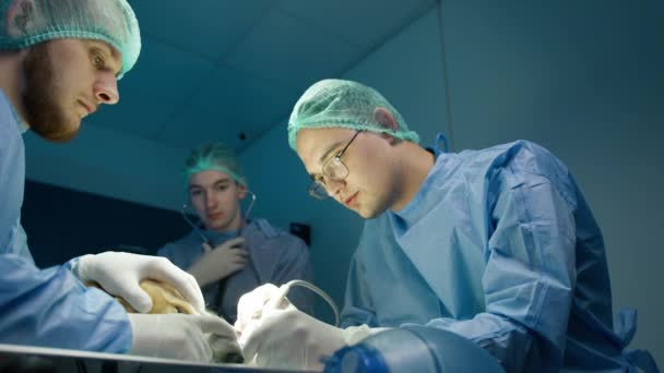 Prise Vue Ralenti Médecins Vétérinaires Sérieux Concentrés Pendant Opération Chirurgicale — Video