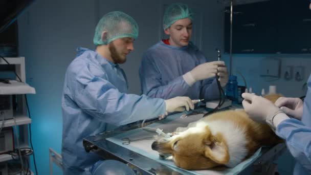 Veterinários Masculinos Relaxados Terminando Operação Bem Sucedida Cirurgia Hospital Veterinário — Vídeo de Stock