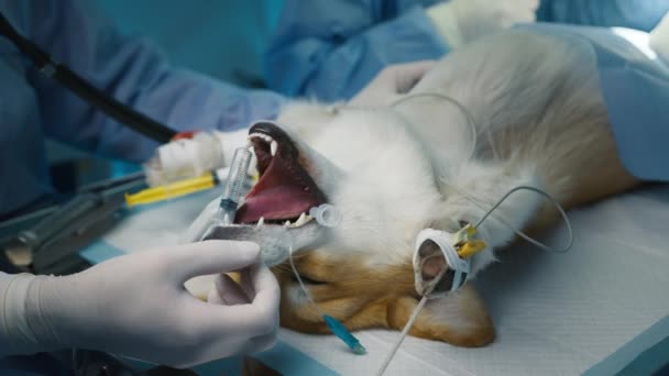 Zeitlupenaufnahme Von Tierarzthandschuhen Sterilen Medizinischen Handschuhen Die Den Bewusstlosen Corgi — Stockvideo