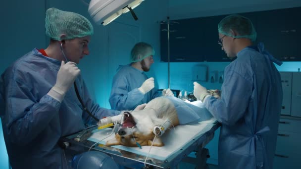 獣医クリニックでの手術中の手術室のスローモーション撮影 3人のプロの獣医師が感染症の進化を防ぐために犬の手術を行う 無意識のコーギー犬 — ストック動画