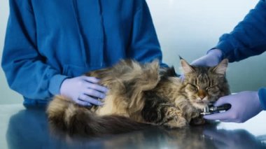 Veteriner randevusundaki Maine Coon kedisi muayene masasına uzanıp kokluyor. Erkek veteriner büyük kediyi okşuyor ve ciğerlerini steteskopla kontrol ediyor. Hayvan sağlığı hizmetlerini kapatın.