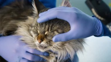 Modern veteriner kliniğindeki dost canlısı, sakin, gri tüylü, evcil hayvan arkadaşı. Ağır çekim veteriner çekimi. Veteriner. Maine Rakun 'un gözlerini inceliyor. El fenerli otoskop kullanan kedi yavrusu.