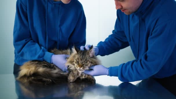Slow Motion Shot Two Veterinarians Palming Fluffy Maine Coon Cat — Stock Video
