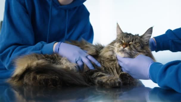 獣医師の口臭や首の痛みを和らげる ゆっくりとした動きは 2人の獣医師は 診療所での任命中にふわふわメインコーン猫を手のひらで撮影しました — ストック動画