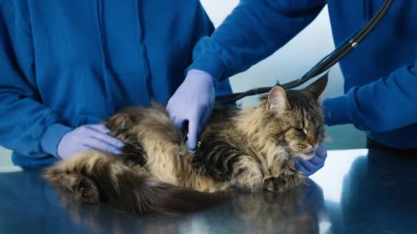 Maine Coon Katze Tierärztliche Untersuchung Tierarzt Untersucht Große Pelzige Katze — Stockvideo