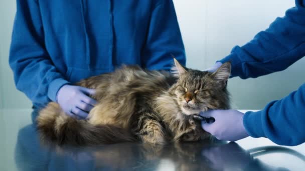 Detailní Plán Klidu Velké Maine Mýval Kočka Veterinární Lékař Ležící — Stock video