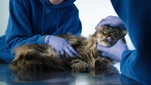 慢动作友善可爱的毛茸茸的猫正在接受兽医的检查 两名专业兽医检查4K猫的牙齿及牙龈的近照 — 图库视频影像