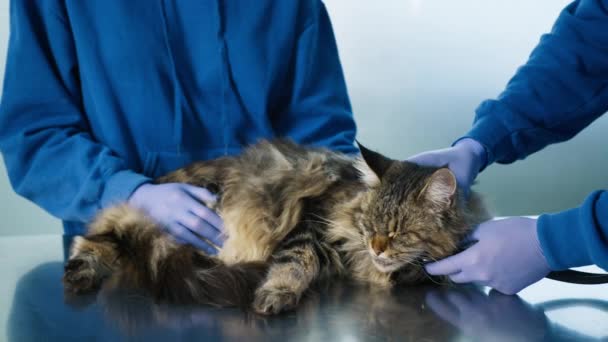 Rüde Tierarzt Streichelt Ruhige Großkatze Und Überprüft Ihre Lungen Mit — Stockvideo