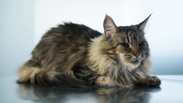 Lindo Adorable Hermoso Abrigo Piel Gris Gato Maine Coon Gato — Vídeo de stock
