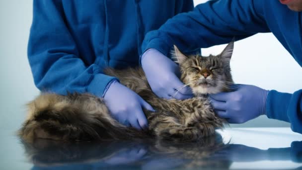 Homem Veterinário Animal Estimação Gato Mesa Exame Palpação Garganta Felina — Vídeo de Stock