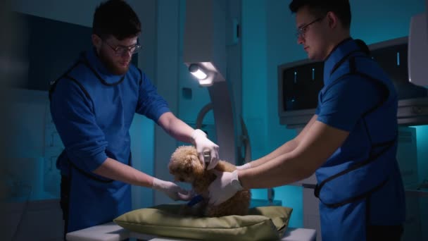 二人の獣医師は骨折した足で小さな巻き毛のプードル犬のためにX線スキャンを行います 動物の骨の写真と画面を見て放射線防護ベストの男性医師 ペットケア 健康低速運動 — ストック動画