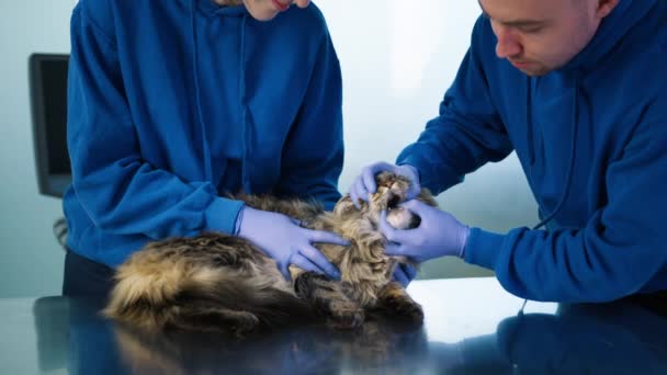 Dva Profesionální Veterinární Lékaři Zkoumají Maine Mýval Plemeno Kočky Zuby — Stock video