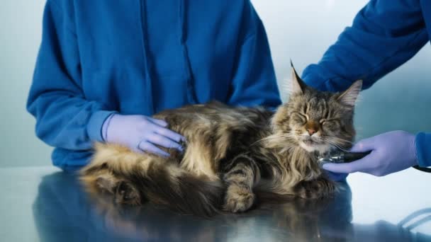 Domácí Zdravotní Péče Zblízka Maine Mýval Kočka Veterinární Lékař Schůzku — Stock video