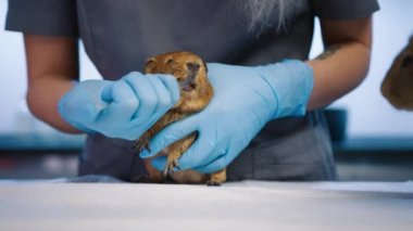 Veteriner kliniğinde tedavi edilen sevimli memeli hayvanını kapatın. Veteriner kadın kobayla ilgileniyor ve ona ilaç veriyor. Kadın veteriner şırıngayla komik kızıl kobayları besliyor.