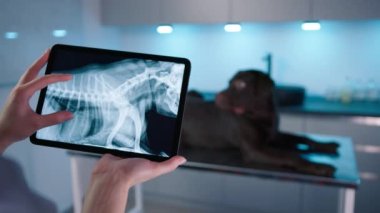 Veteriner elleri dokunmatik pedi tutuyor. Kahverengi Labrador Retriever evcil hayvanı muayene masasında dururken veteriner köpeklerin sağlığını X-Ray taramalarıyla tabletten değerlendiriyor. Modern veteriner kliniğinde çalışan bir doktor.