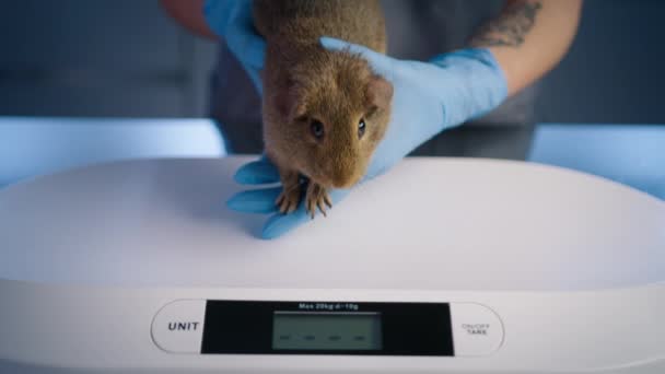 Porträtt Förtjusande Hamstergris Vikter Veterinär Som Väger Små Roliga Ingefära — Stockvideo