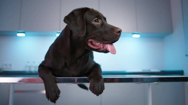 Concepto Animal Doméstico Mejores Amigos Cachorro Relajándose Hospital Respirando Con — Vídeos de Stock