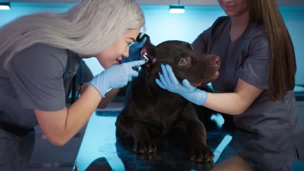 茶色いラブラドール検索獣医サービスの点検で犬のペットを繁殖させます 女性獣医師は懐中電灯付きの内視鏡で犬の耳を調べる フレンドリーな穏やかなペット友人で獣医クリニックスローモーション — ストック動画