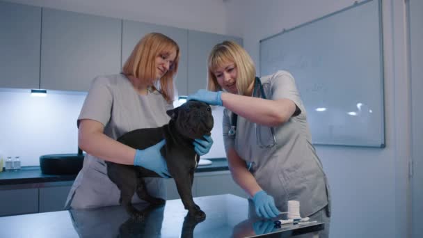 Повільний Рух Дві Ветеринарні Жінки Медичній Уніформі Очищають Вуха Темного — стокове відео