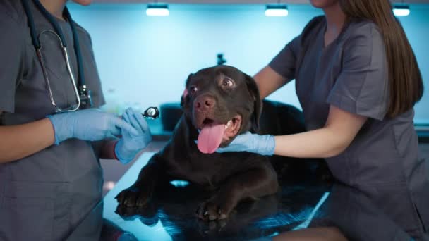 茶色いラブラドールの耳を調べる獣医師は 懐中電灯付きの内視鏡で犬のペットを繁殖させます 獣医クリニックでペットフレンドリーな穏やかな友人が訪問をチェックします スローモーション獣医サービスショット — ストック動画