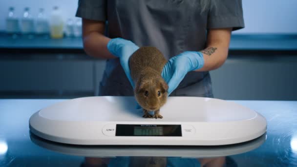 重量で超かわいいモルモット 女性獣医師は現代の獣医学クリニックで小さな面白い生姜モルモットを計量しています 4Kペットの愛とケアスローモーション 閉じるアップ獣医女性Execingモルモット — ストック動画