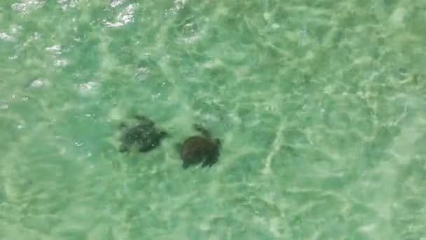 两个野生海龟在夏威夷瓦胡岛的浅水区一起游泳的自上而下的景象 电影空中海景 在夏威夷天堂岛的暑假4K空中无人驾驶飞机景观 — 图库视频影像