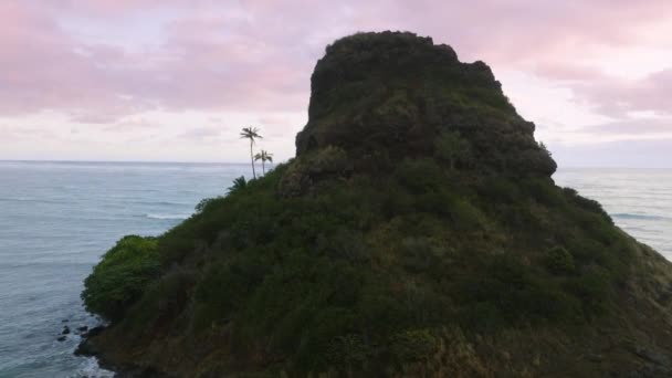 Vue Rapprochée Sur Deux Grands Palmiers Verts Sur Île Pittoresque — Video