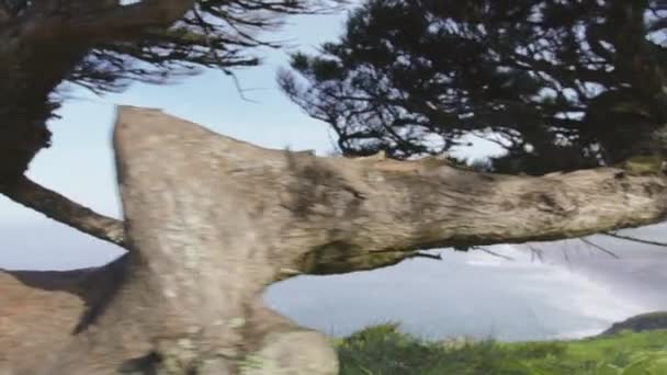 Досить Подорожня Жінка Біні Капелюх Туристичний Рюкзак Йде Кипарисових Деревах — стокове відео