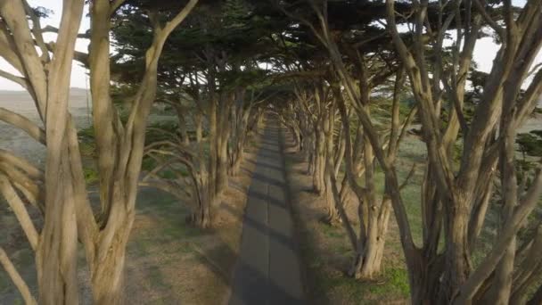 Point Reys Naturpark Baumtunnel Mit Sonnenlicht Den Bäumen Schöne Luftaufnahme — Stockvideo