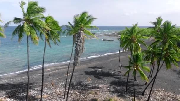 Big Island Hawaii Usa Повітряний Вид Зелене Пальмове Листя Гойдається — стокове відео