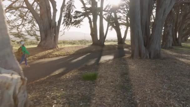 Parallax 미국을 여행하는 여행자즐거운 황금빛 일출무렵 사이프러스 골목을 평행으로 움직이는 — 비디오