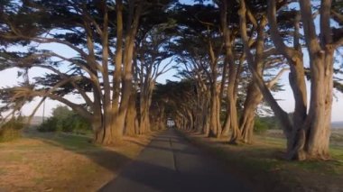 ABD 'nin Kaliforniya eyaletindeki Point Reyes Ulusal Denizi' ndeki Cypress Ağaç Tüneli 'nde hava manzarası nefes kesici. San Francisco yakınlarındaki güzel bir günde peri masalı ağaçları, ABD Yaz mevsimi, günaydın konsepti