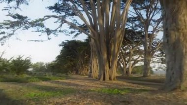 Point Reyes parkındaki Cypress Ağaç Tüneli 'nin havadan görünüşü ABD 4K' da nefes kesici. Peri masalı yol ağacı tüneli manzarası. San Francisco yakınlarında sabah vakti sisli bir sabah konseptiyle selvi ağaçları