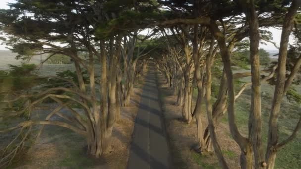 Słońce Świeci Przez Gałęzie Drzew Tunelu Cypress Point Reys Tunel — Wideo stockowe