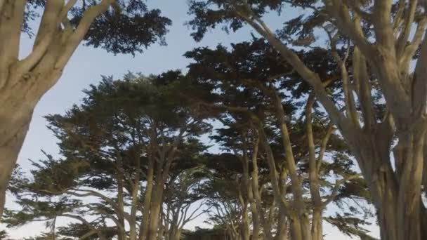阳光灿烂的早晨 无人机在树梢下飞行 雷耶斯角半岛蒙特雷柏树隧道的空中景观 雷耶斯国家海岸的树木点上的车道被射中了 — 图库视频影像