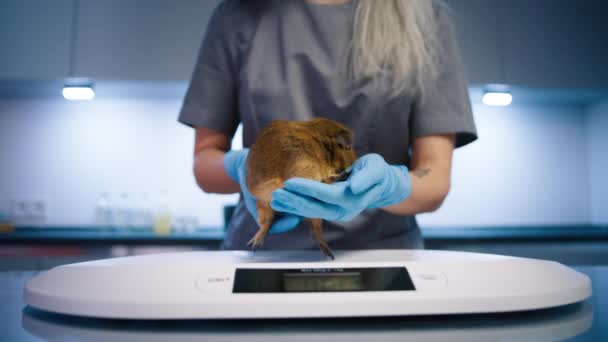 女性獣医師は 現代の獣医学クリニックで小さなかわいい生姜モルモットを計量しています 4Kペットの愛とケア スローモーションでの検査の概念 閉じるアップ獣医女性置くモルモット上の重み — ストック動画
